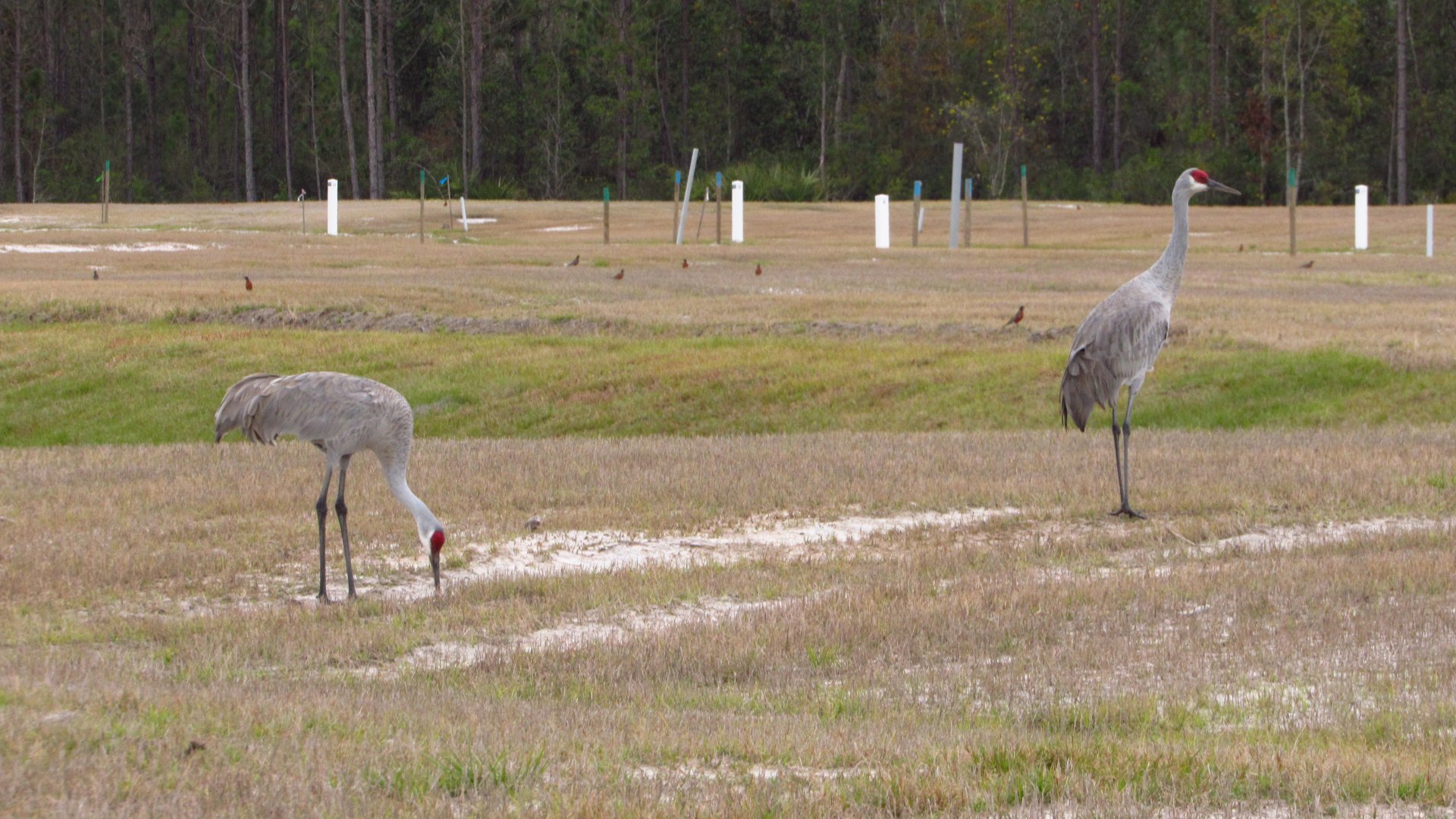 Sandhill Cranes