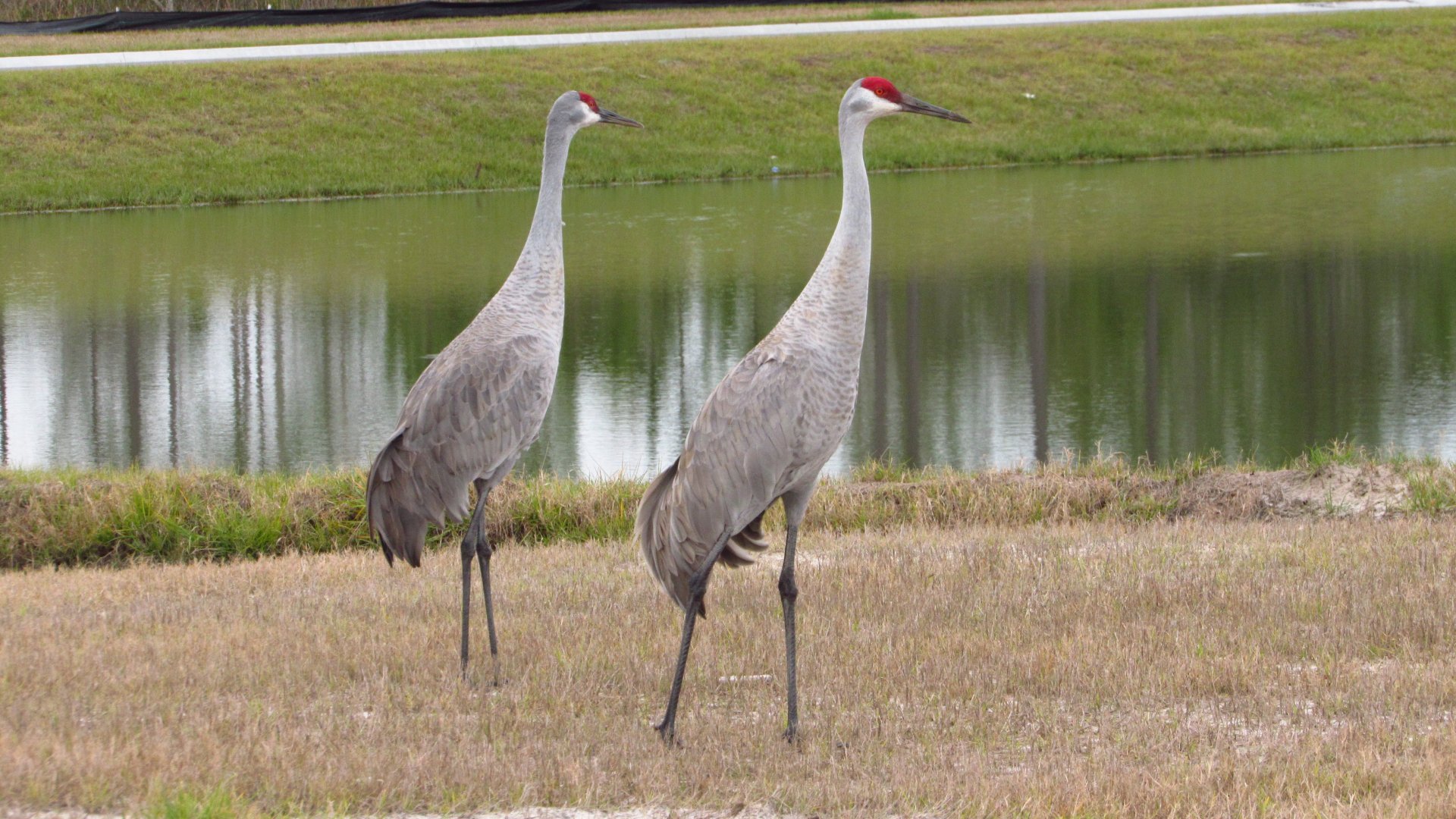 Sandhill Cranes