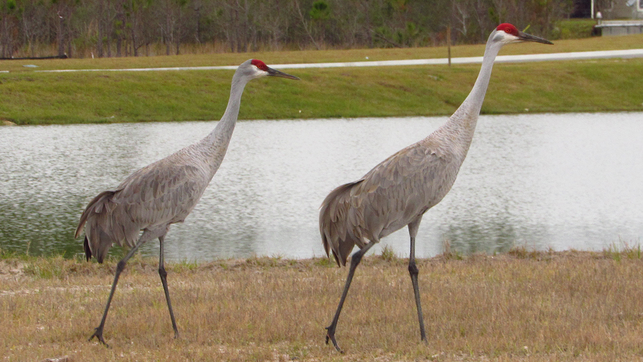 Sandhill Cranes