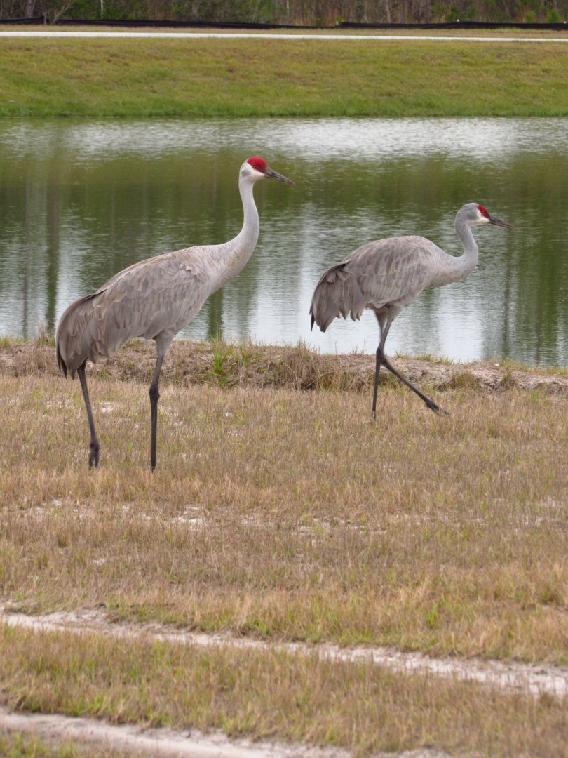 Sandhill Cranes