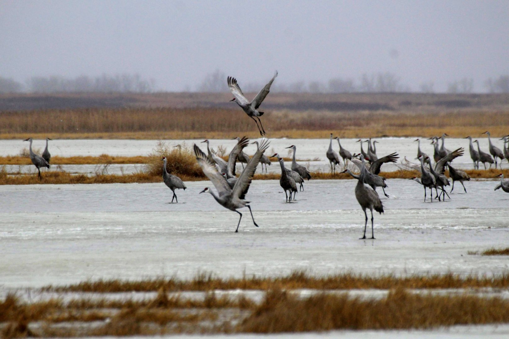 Sandhill Cranes