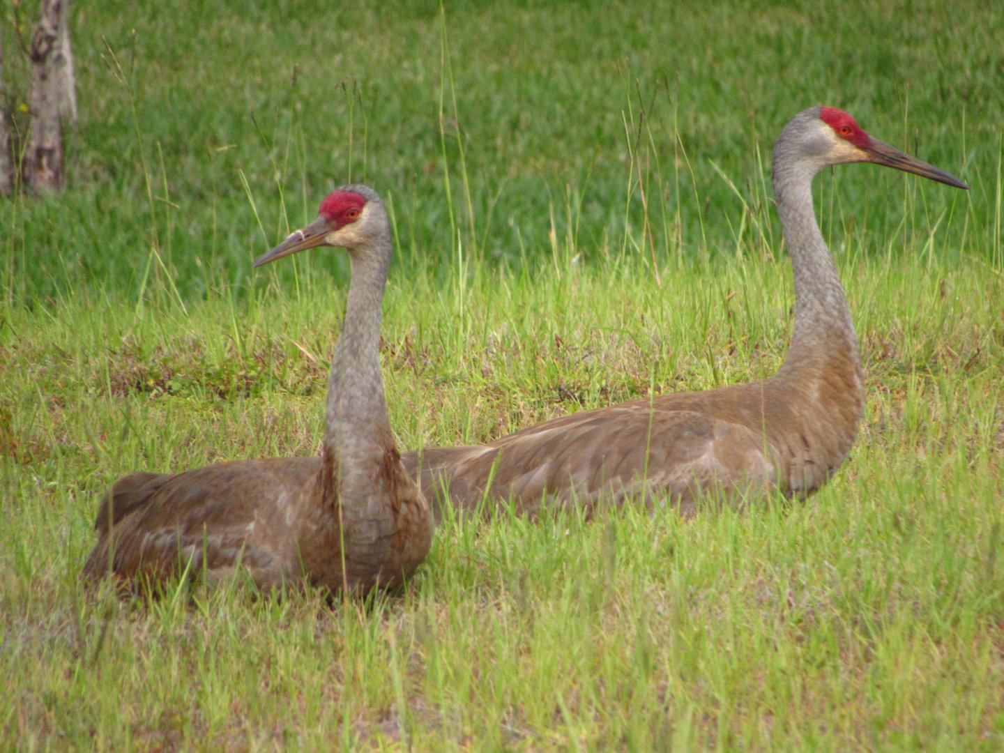 Sandhill Cranes
