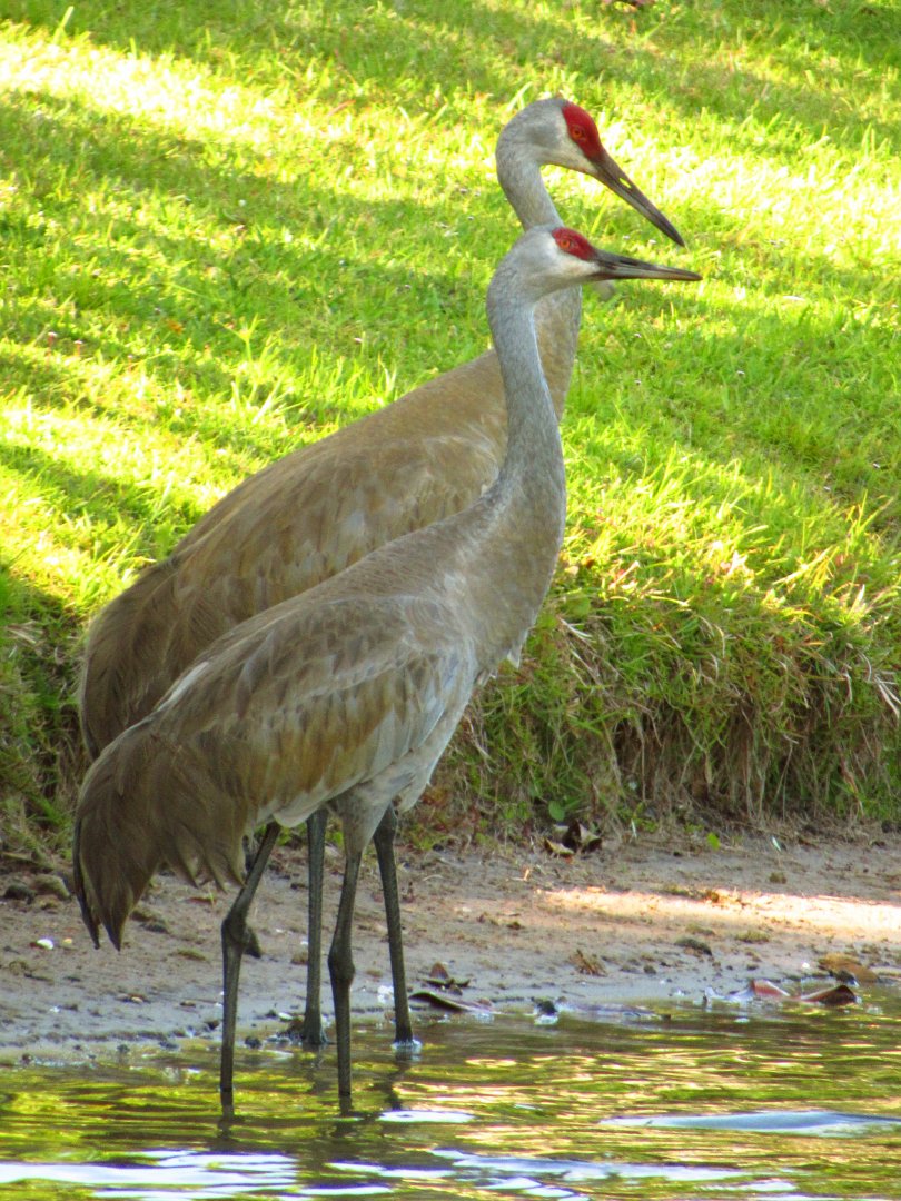 Sandhill Cranes