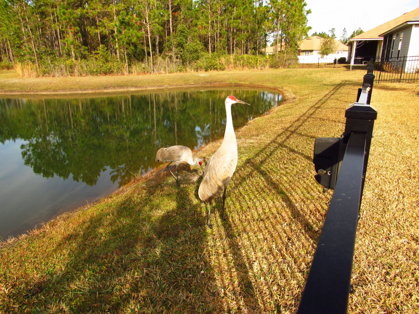Sandhill Cranes