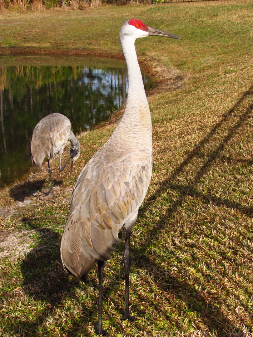 Sandhill Cranes