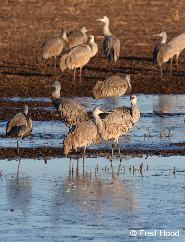 sandhill cranes
