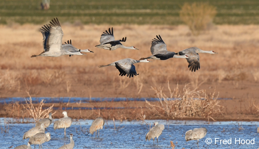 sandhill cranes