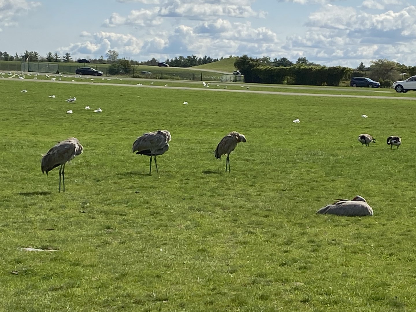 Sandhill Cranes