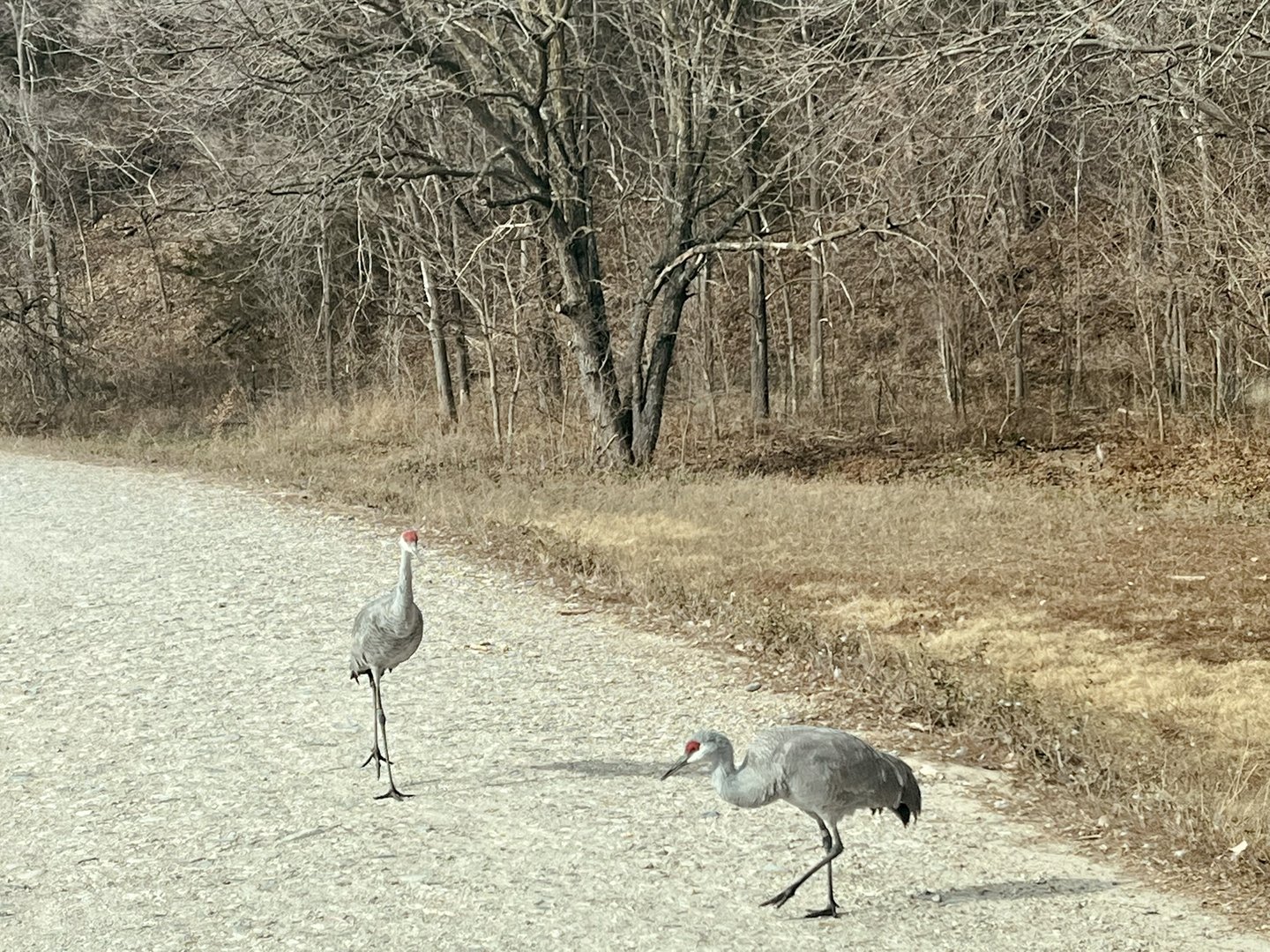 Sandhill Cranes