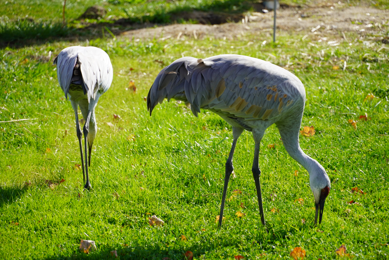 Sandhill Cranes