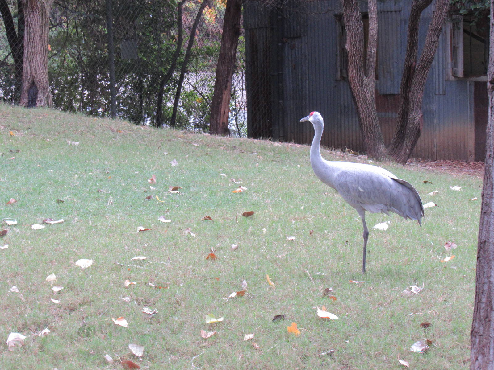 Sandhill_Crane1