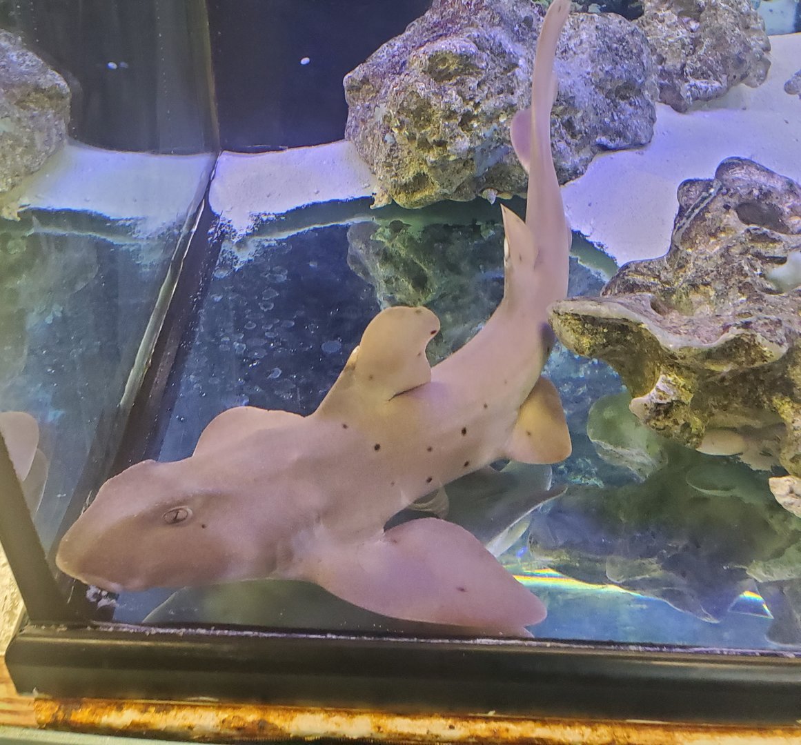 Sandoway Discovery Center (2022) - Horn Shark