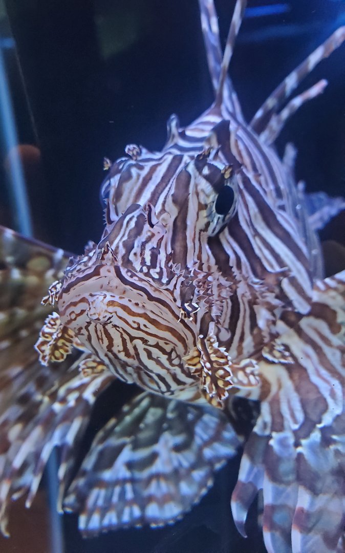 Sandoway Discovery Center (2022) - Lionfish