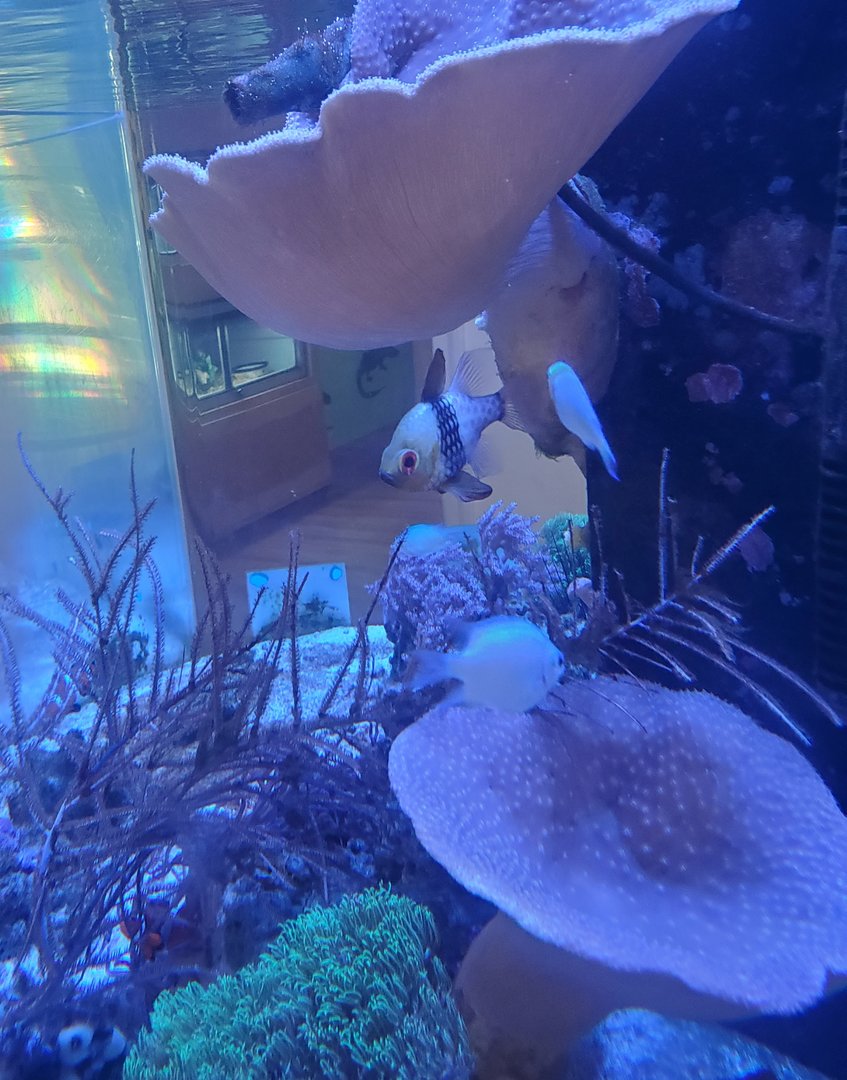 Sandoway Discovery Center (2022) - Reef fish