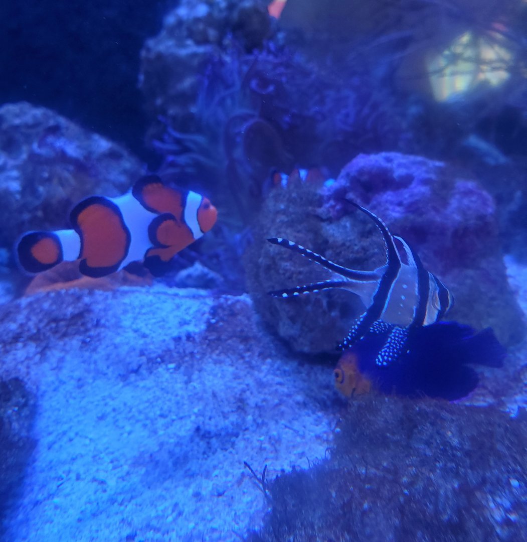 Sandoway Discovery Center (2022) - Reef fish