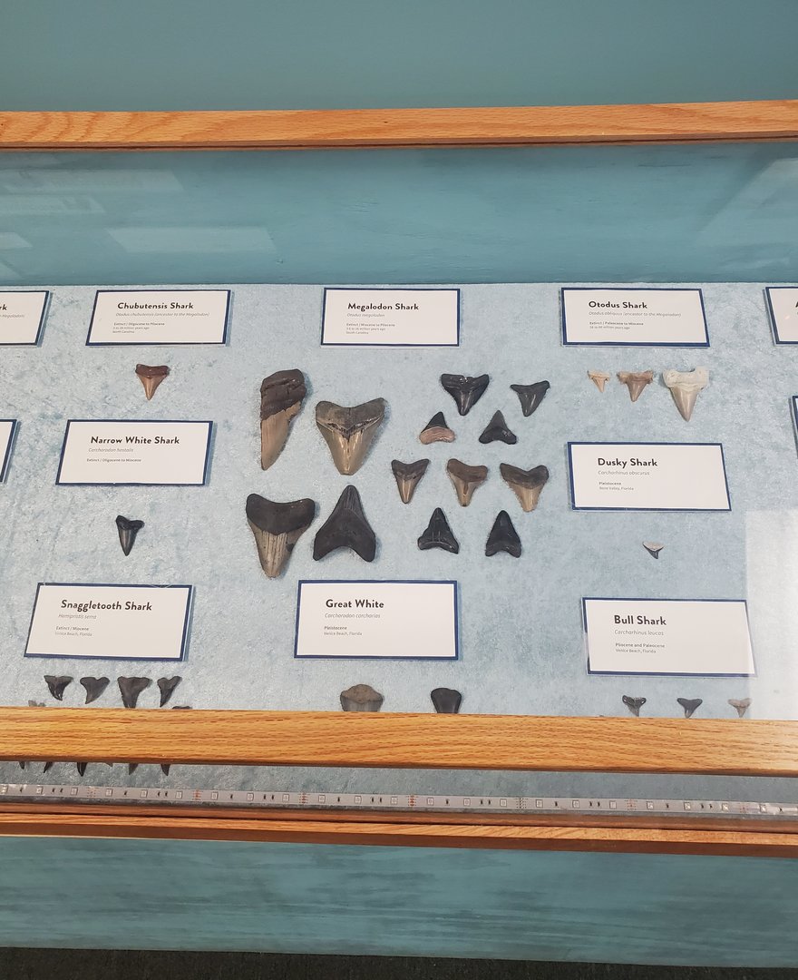 Sandoway Discovery Center (2022) - Shark teeth display