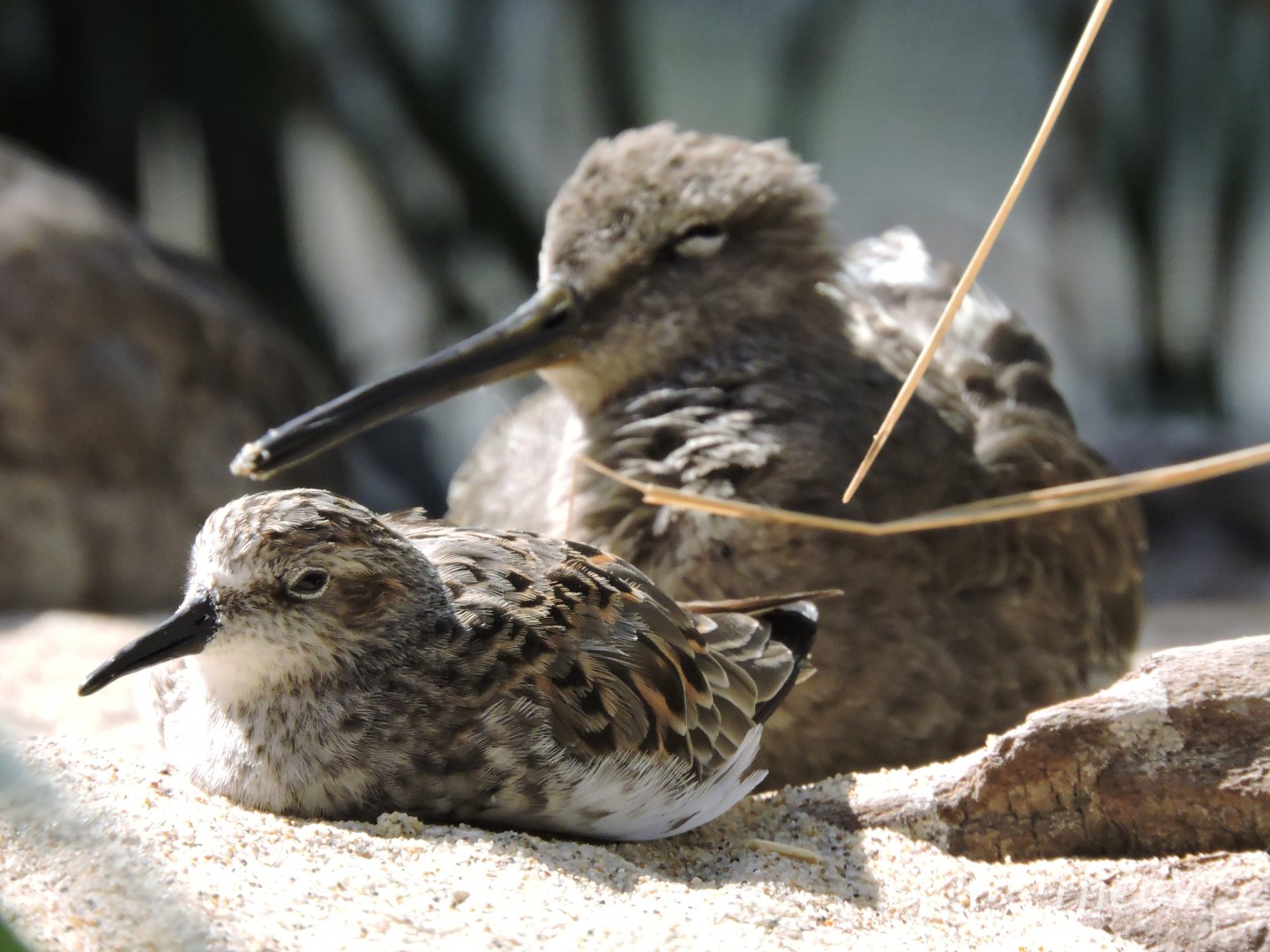 Sandpiper and willet [2015]