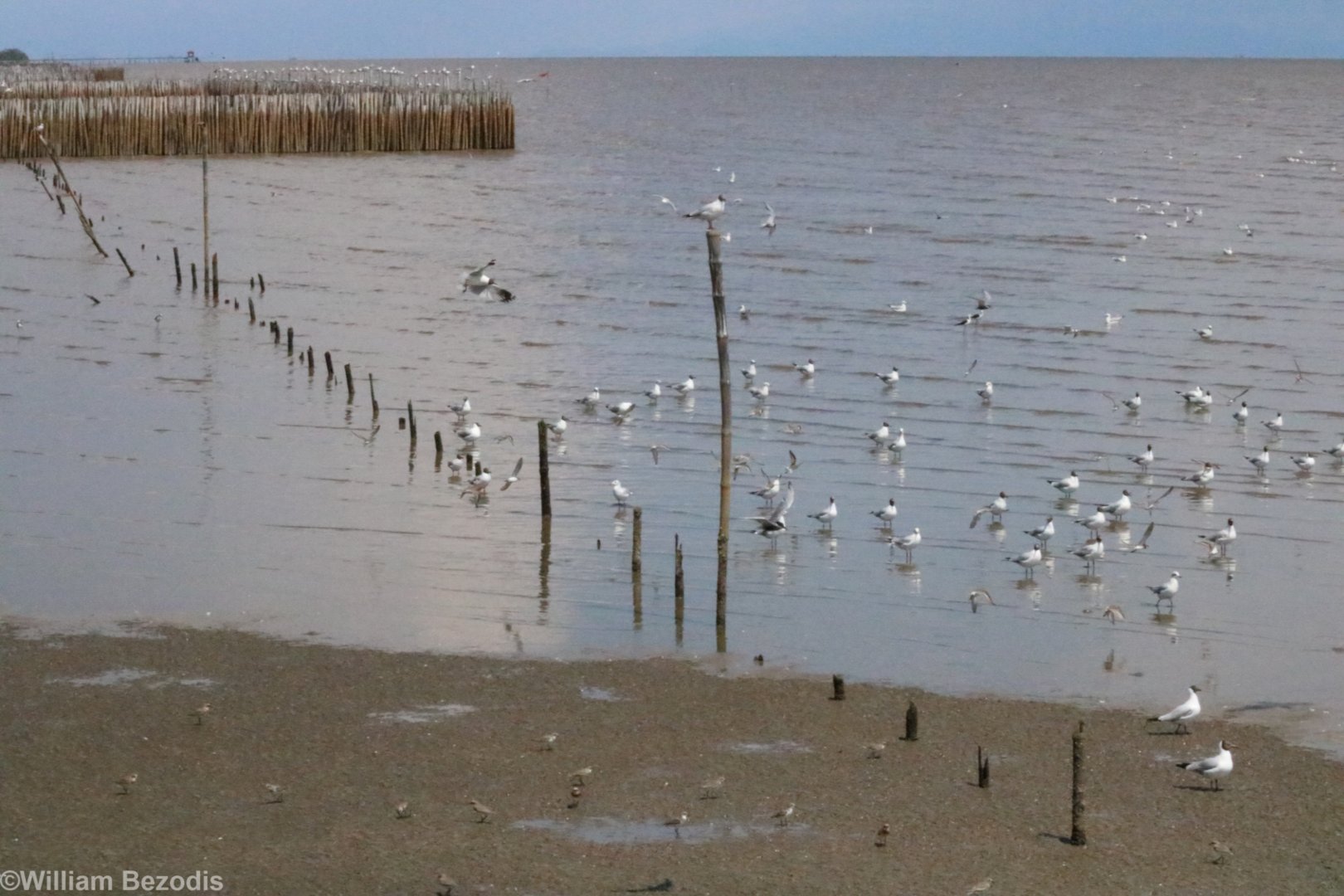 Sandplovers and Brown-headed Gulls - Bang Poo
