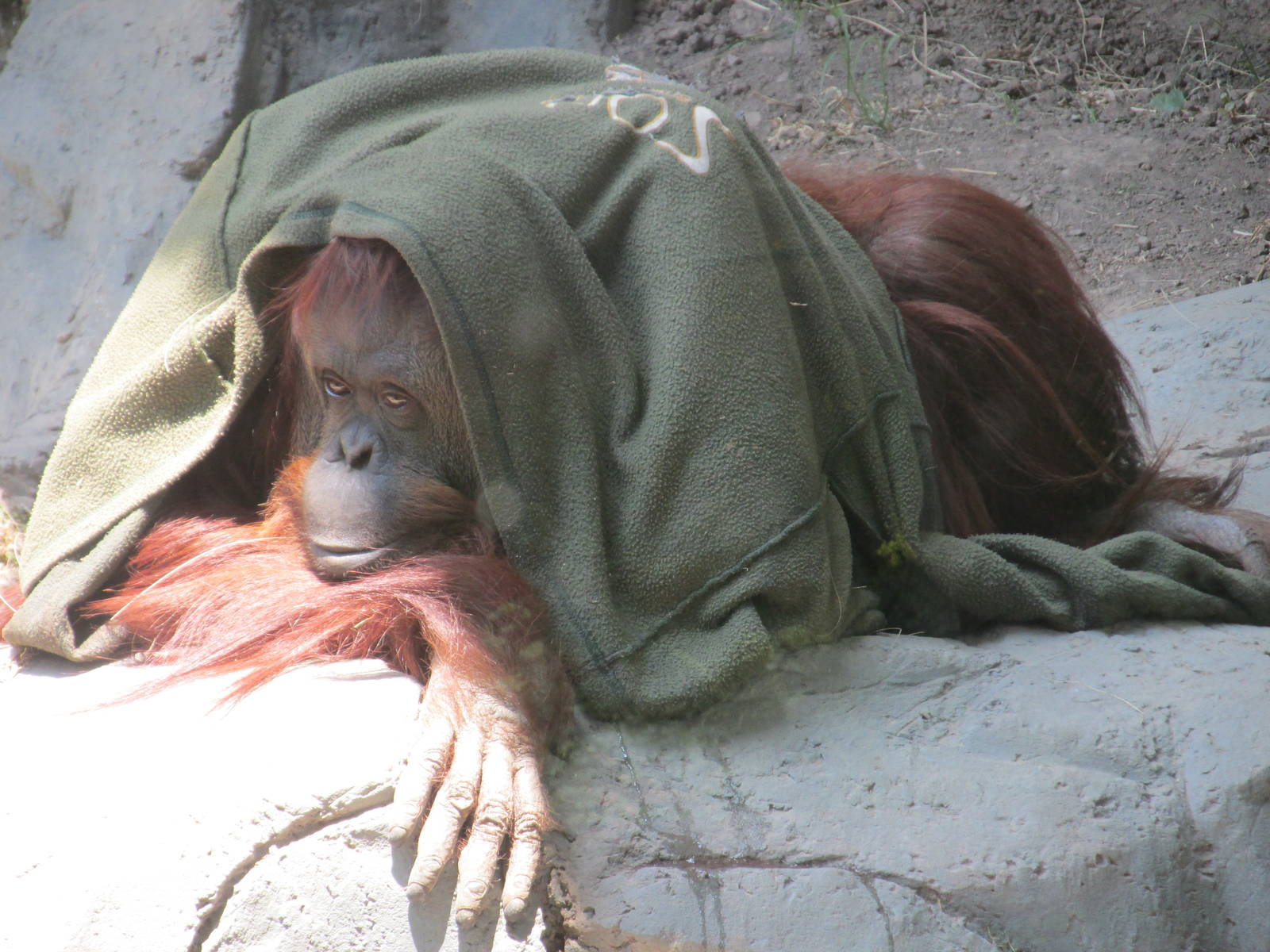 Sandra a non human person with a habeas corpus who is also an orangutan who