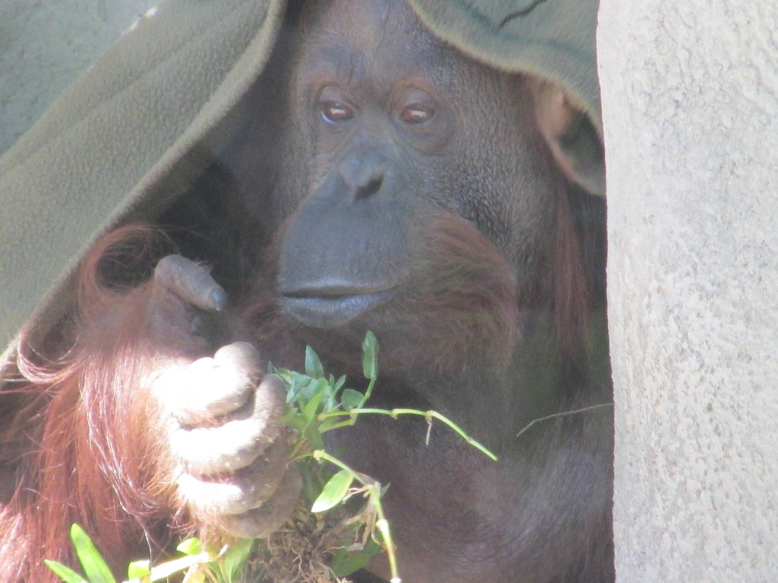 Sandra a non human person with a habeas corpus who is also an orangutan who