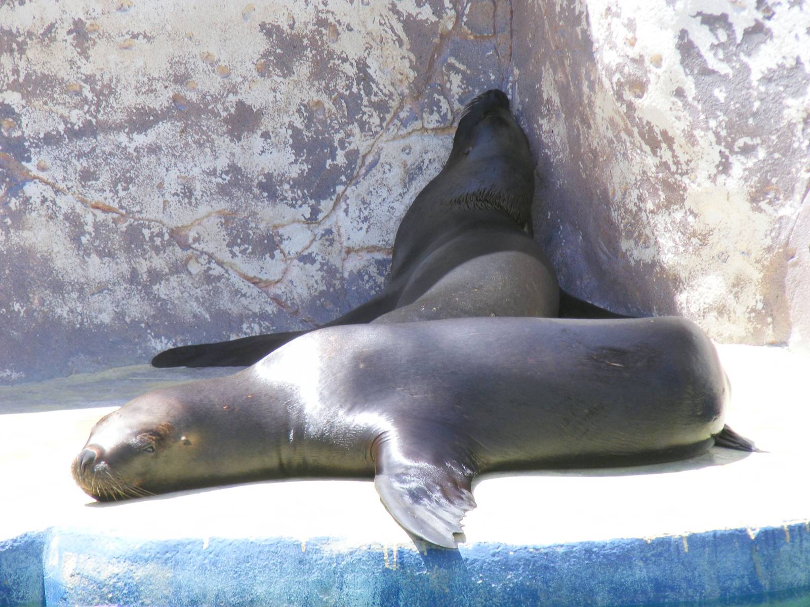 Sandra and Lia the Californian sea lions at Selwo Marina, 2 May 2009