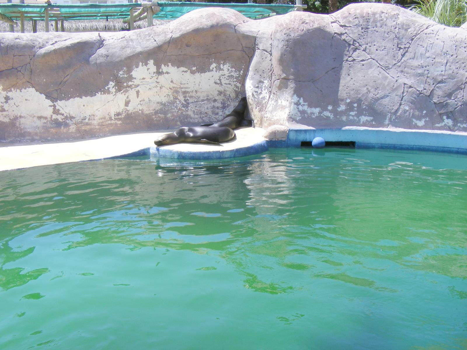 Sandra and Lia the Californian sea lions at Selwo Marina, 2 May 2009