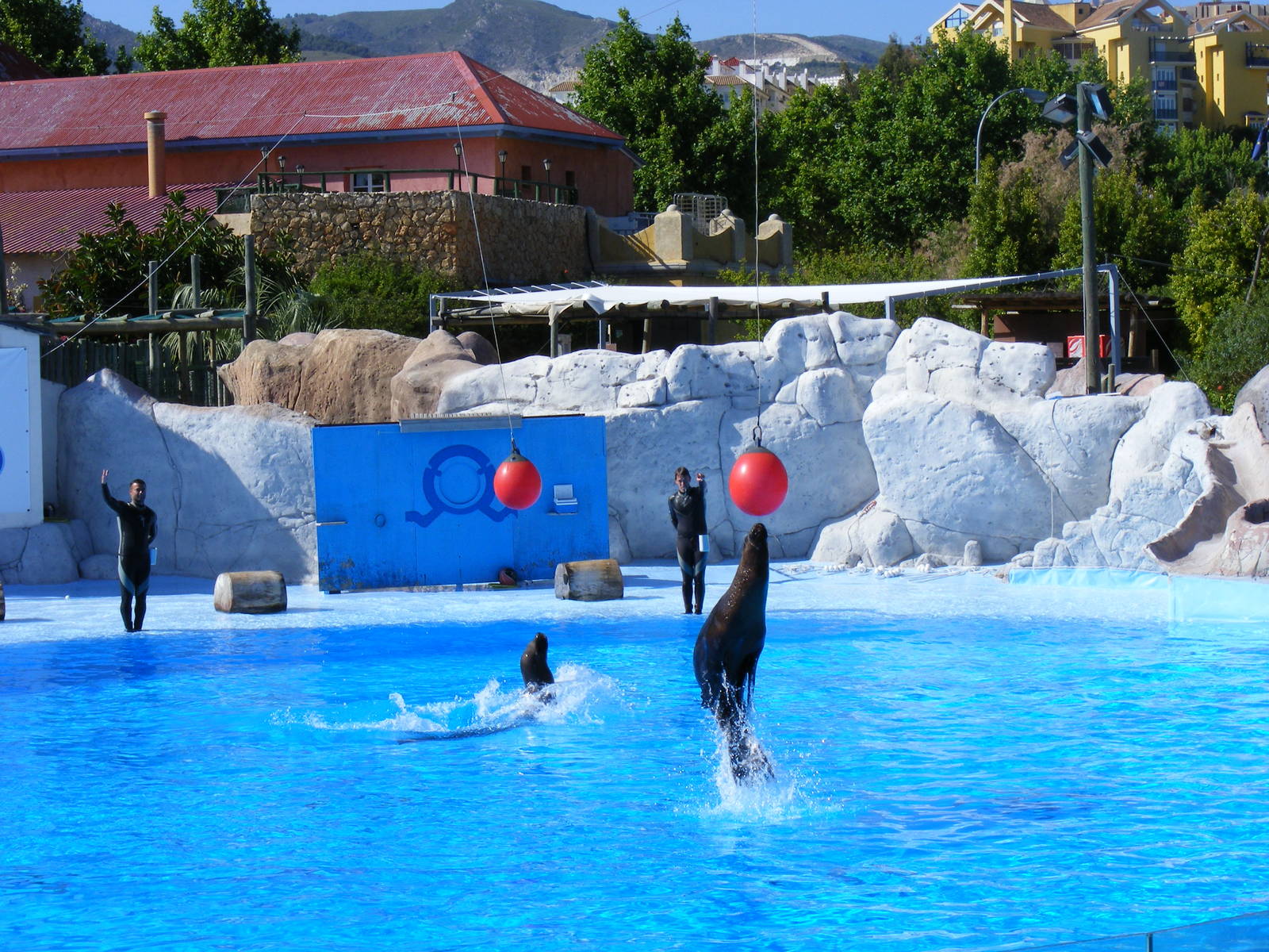 Sandra and Lia the Californian sea lions at Selwo Marina, 2 May 2009