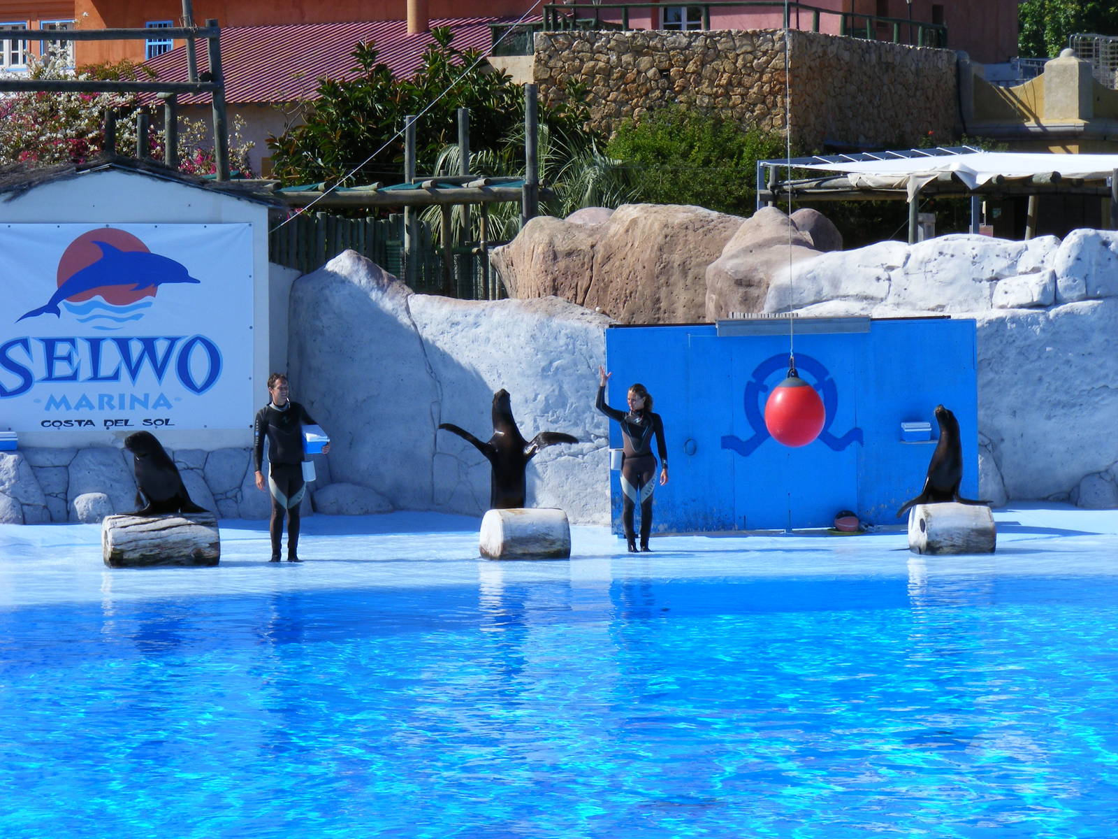 Sandra, Piccolo and Lia the Californian sea lions at Selwo Marina, 2 May 20