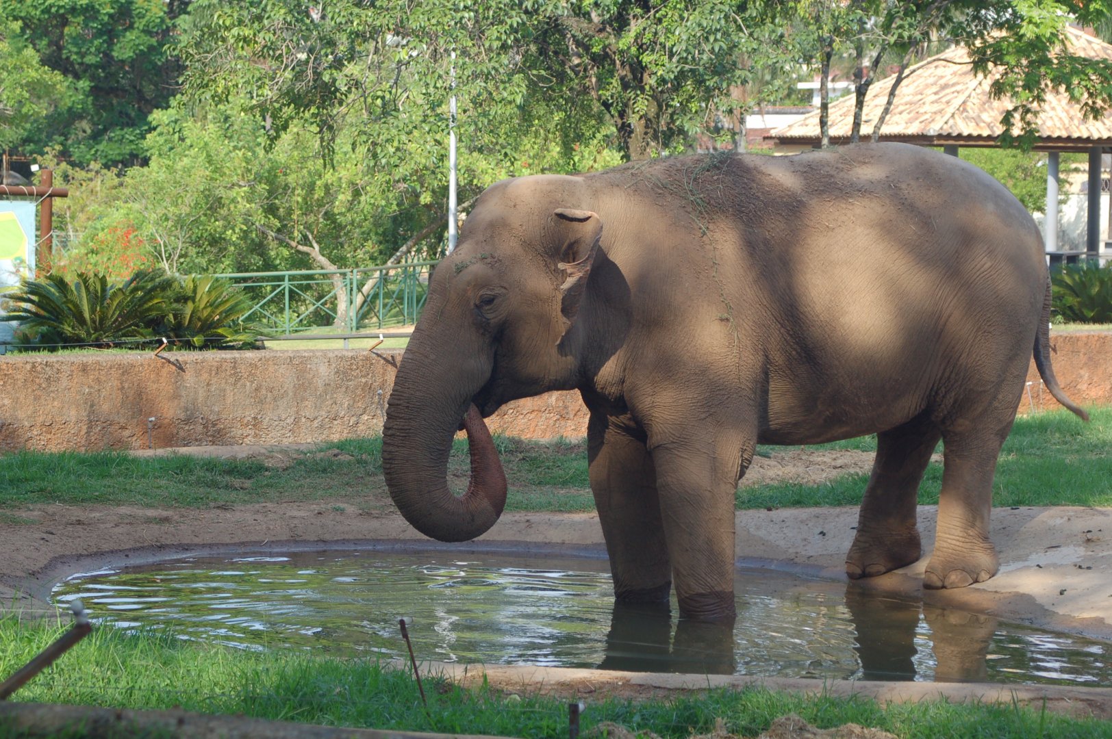 Sandro , Asiatic elephant bull