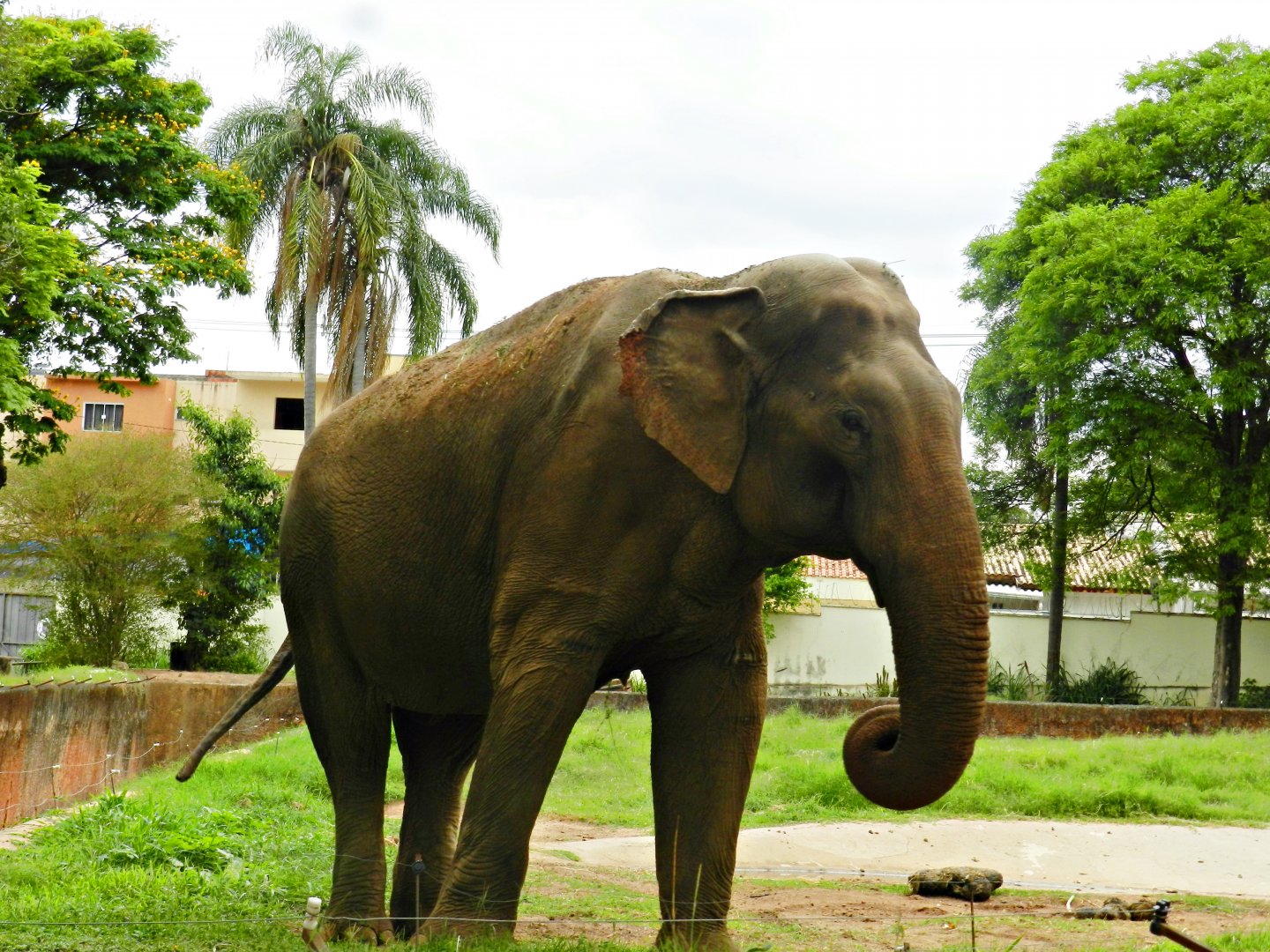 "Sandro", the asian elephant - Sorocaba zoo (PZMQB)