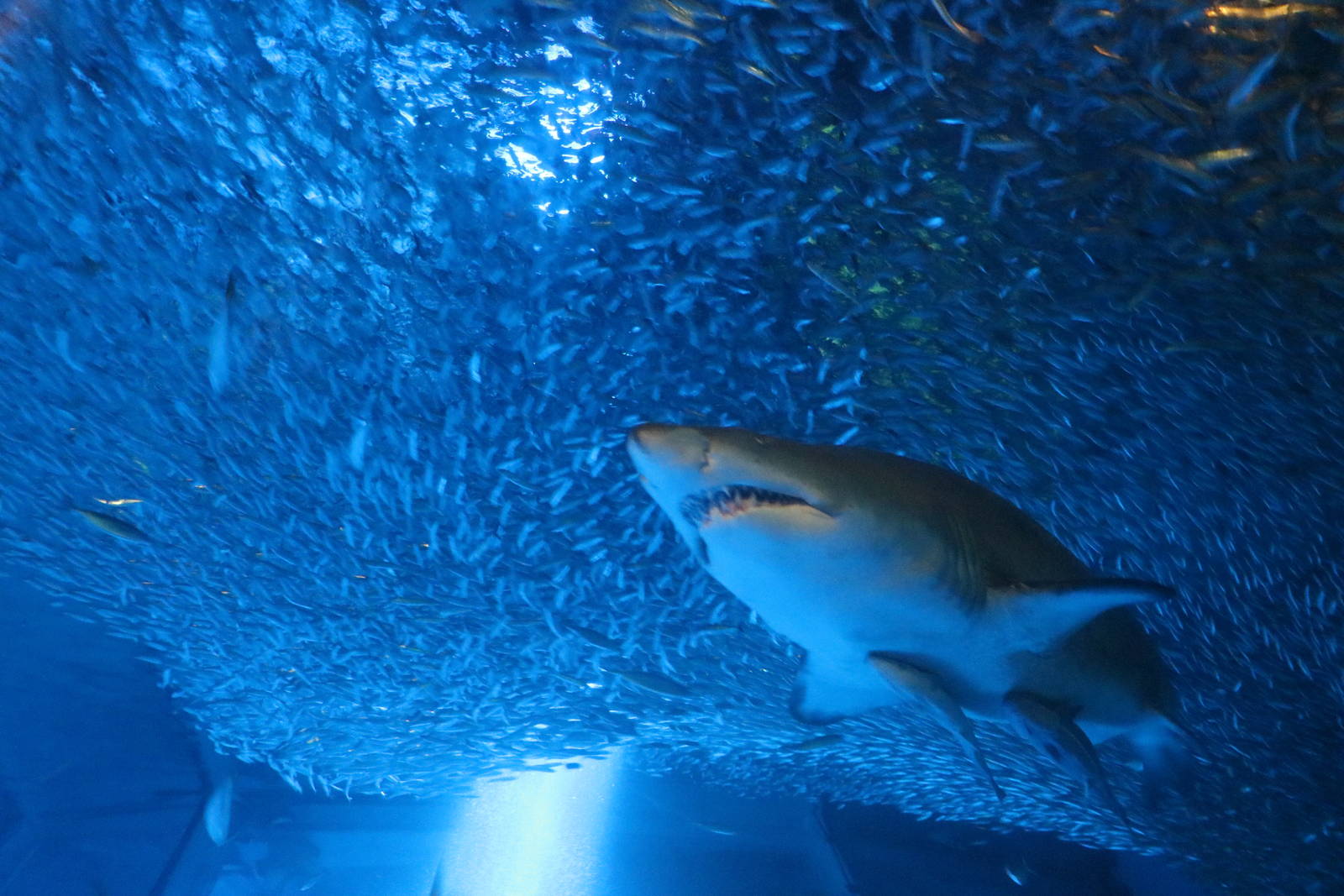 Sandtiger shark, February 2016