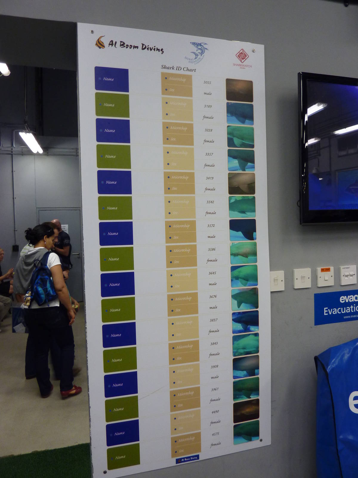 Sandtiger shark ID guide