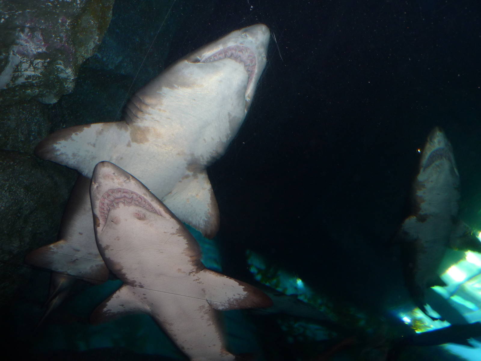 Sandtiger sharks