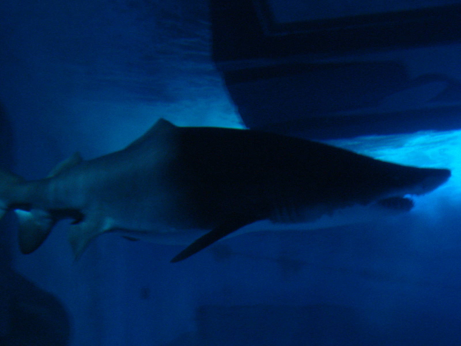 Sandtiger swimming under 'shark walk', 02/05/2009