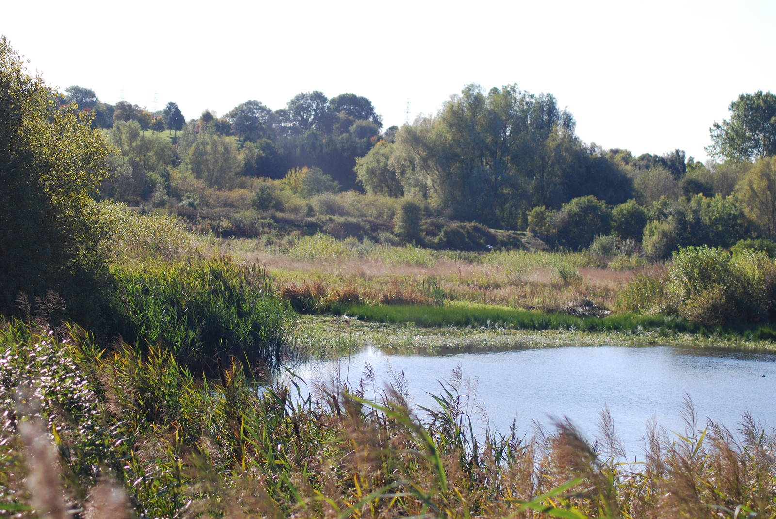 Sandwell Valley RSPB (Reed Bed)