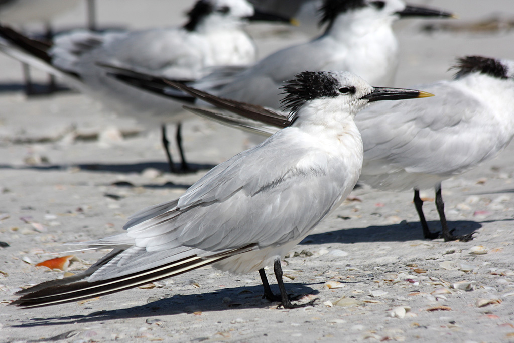 Sandwich Tern at Indian Shores, Fl.