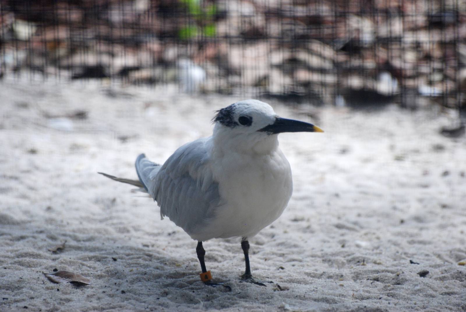 Sandwich Tern at Peace River Wildlife Centre, 09/10/13