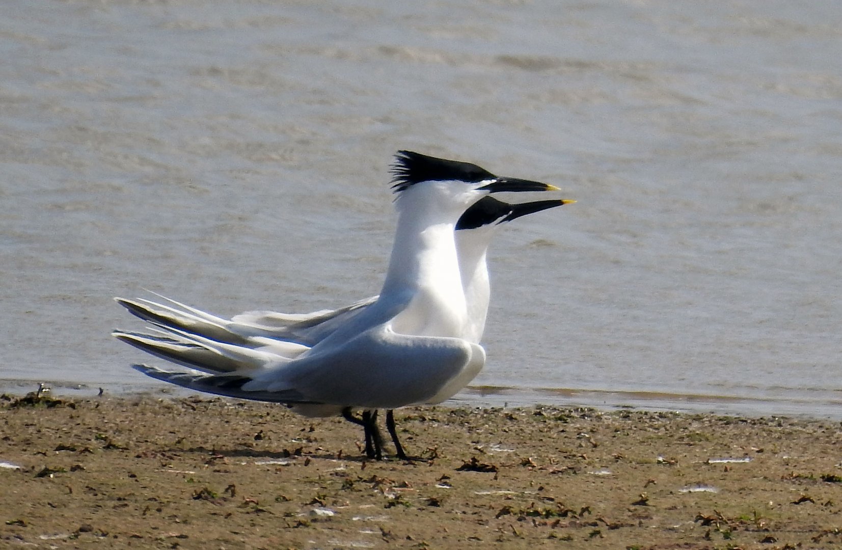 Sandwich tern at Titchwell Marsh RSPB 23 04 2018