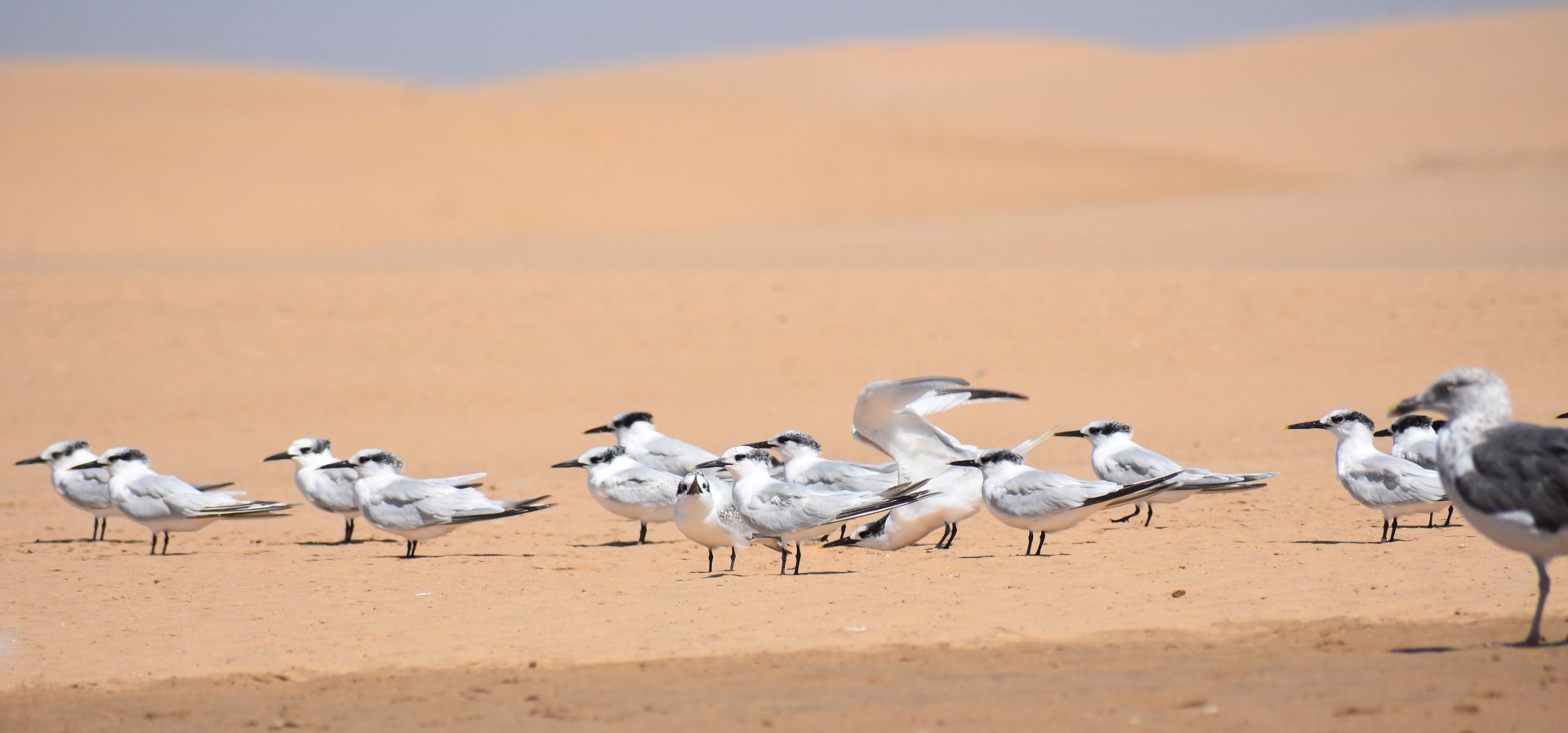 Sandwich tern - (Lagune de Khnifiss)