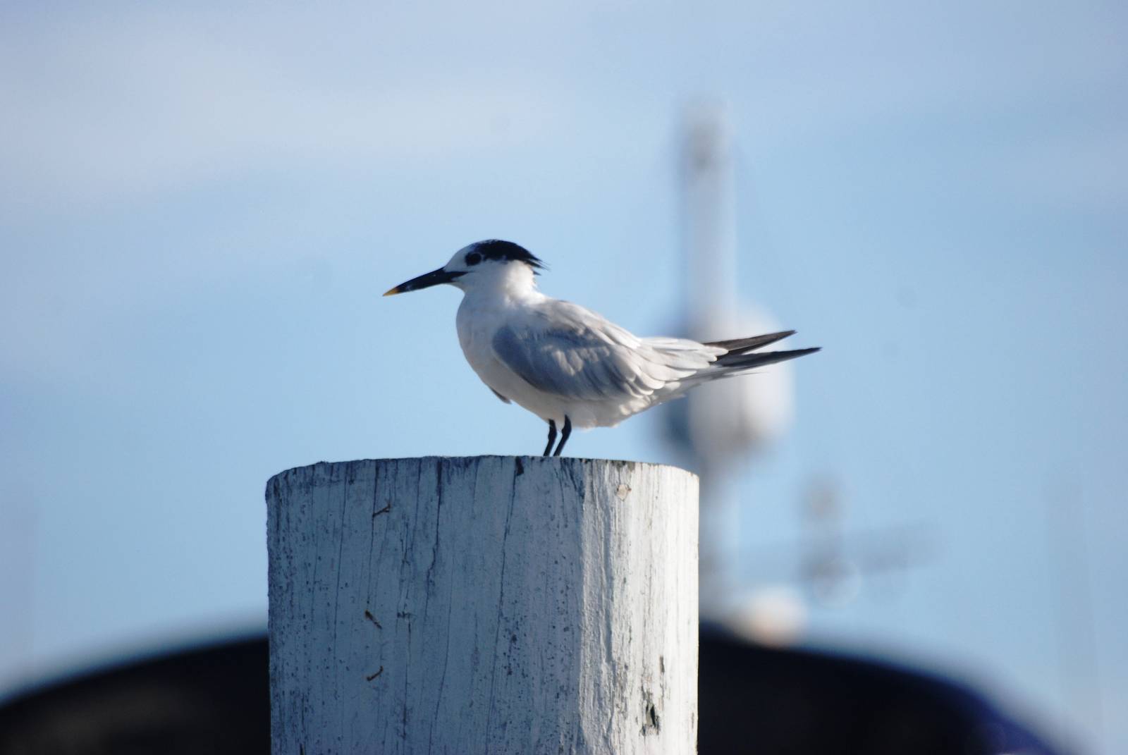 Sandwich Tern, Punta Gorda, October 2013