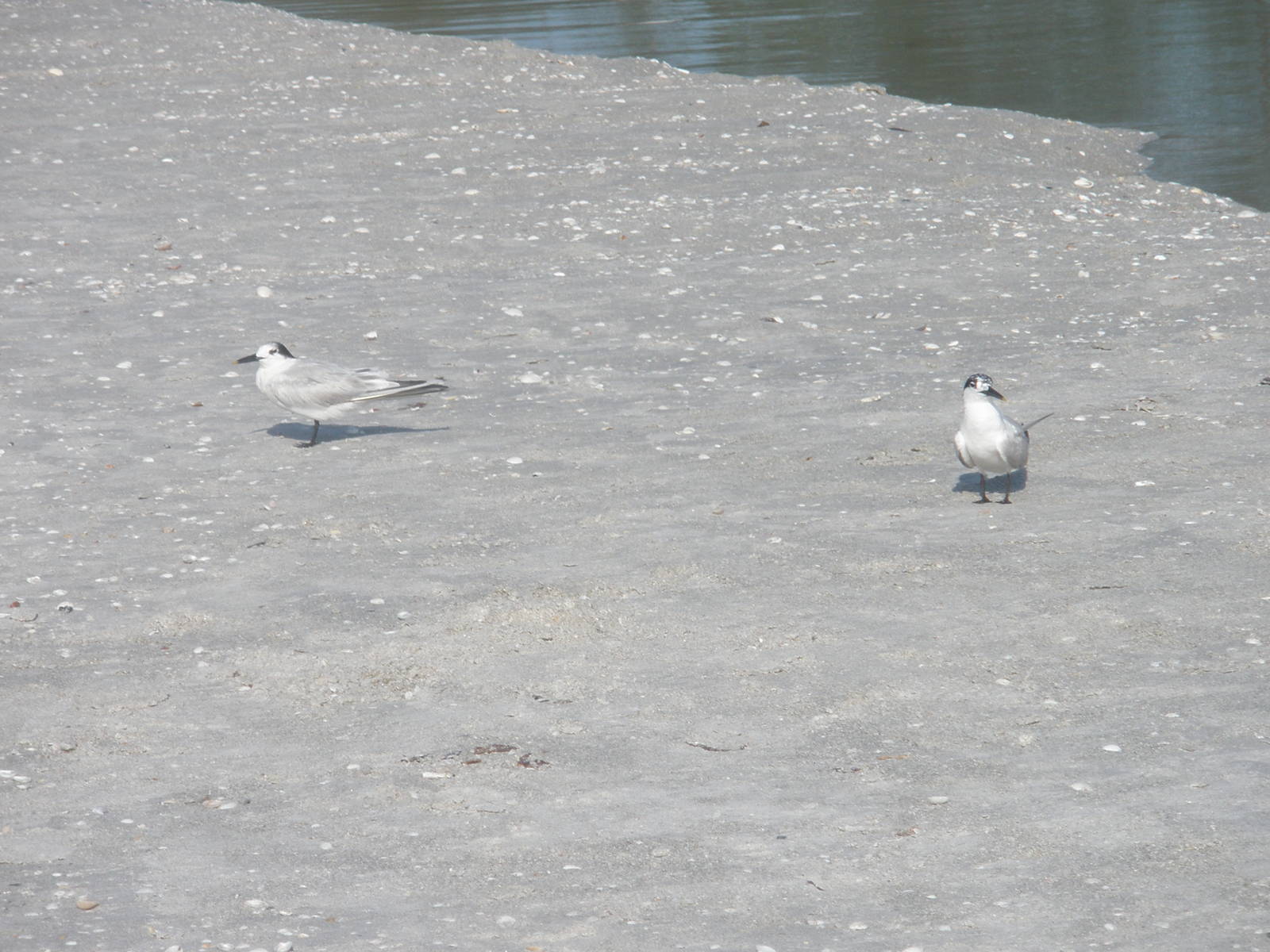 Sandwich Tern, Sanibel Island FL 2012