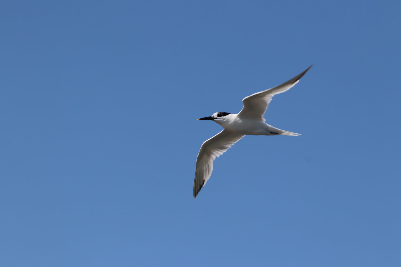 Sandwich Tern (Thalasseus sandvicensis)