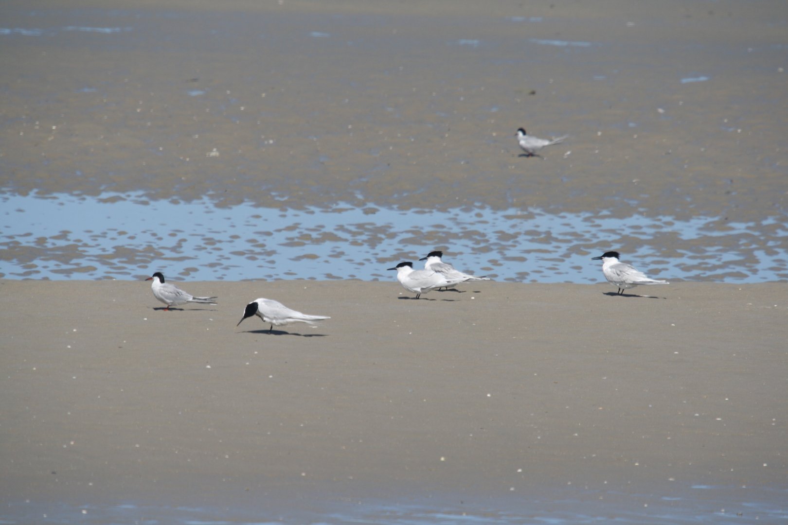 Sandwich terns & Common terns
