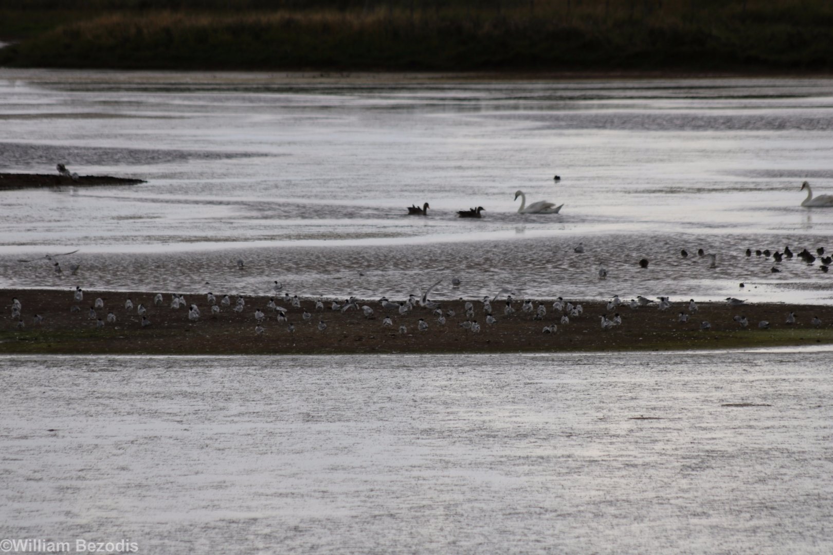 Sandwich Terns - Spurn Head