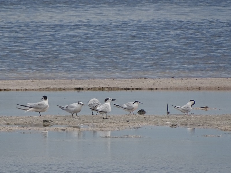 Sandwich terns (Thalasseus sandvicensis)