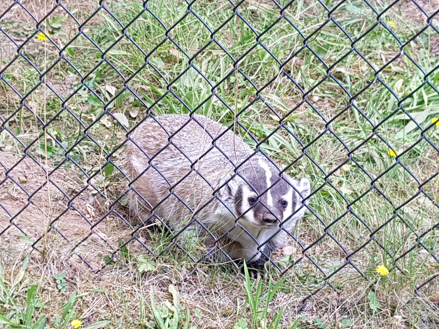 Sandy - American Badger