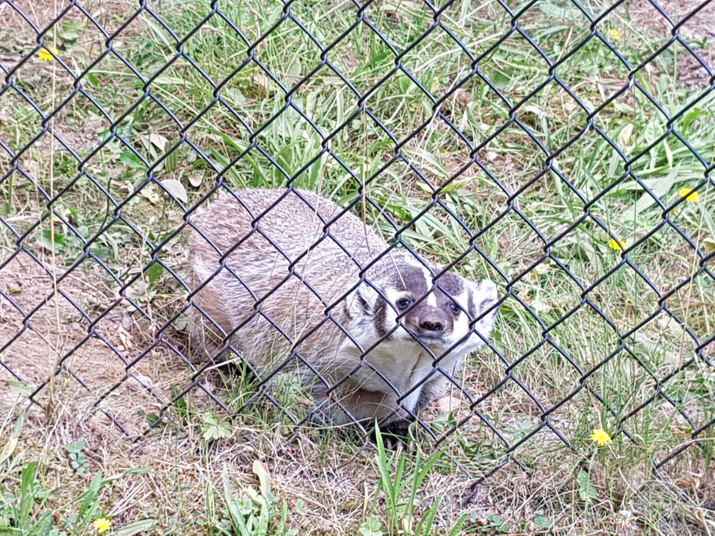 Sandy - American Badger