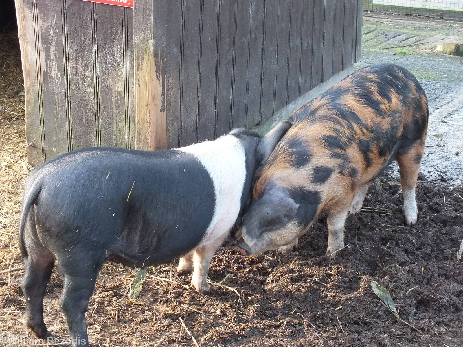 Sandy and Black and Saddleback Pigs