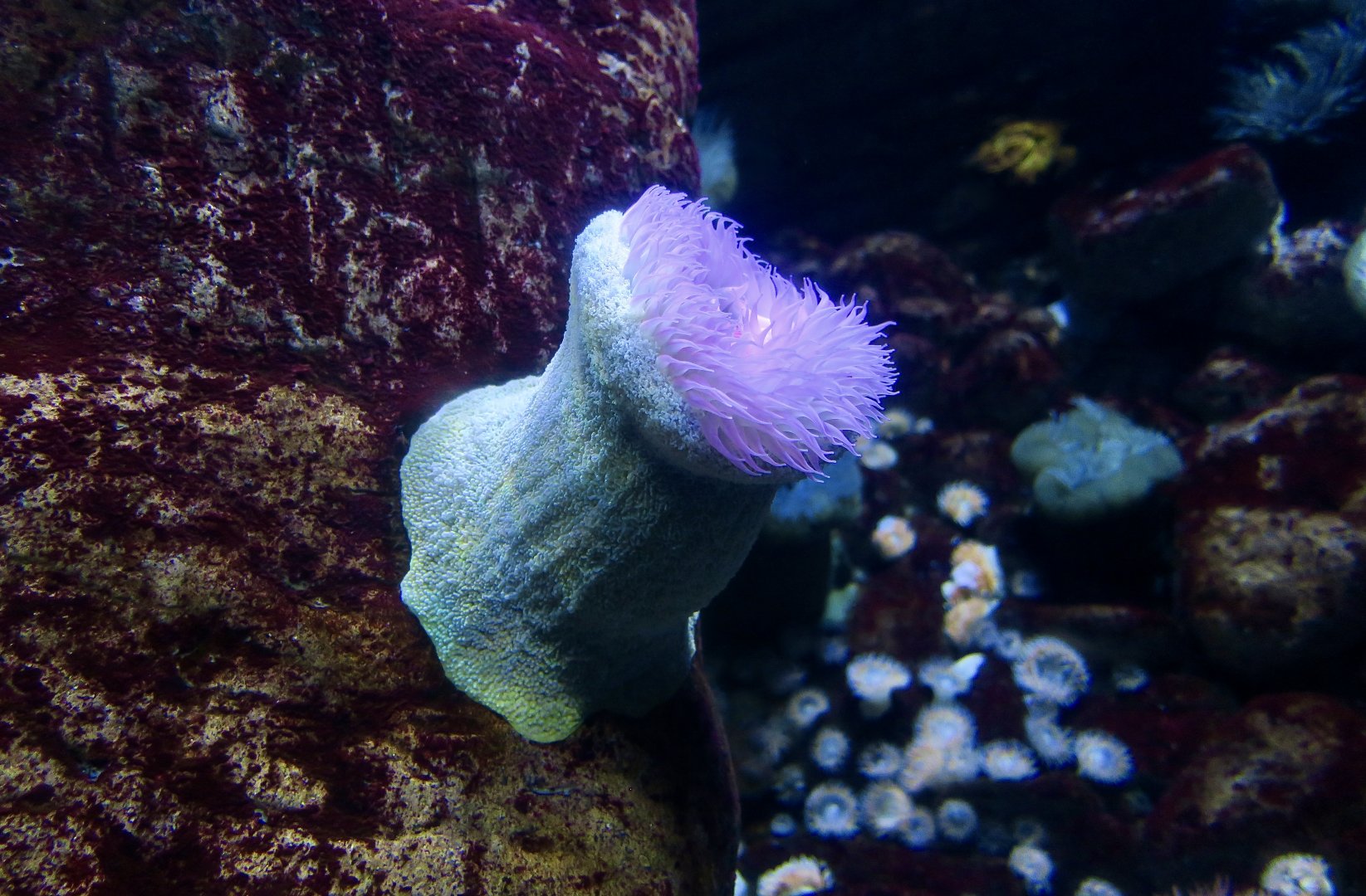 Sandy Anemone (Bunodactis reynaudi)