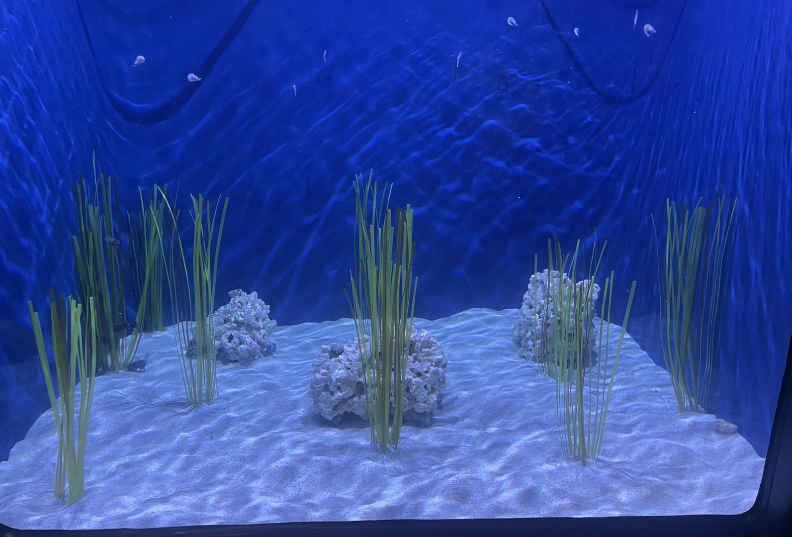 Sandy Bottom Cuttlefish Tank